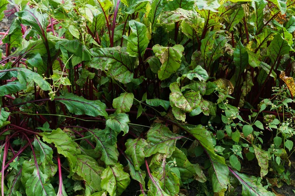 Beets in the garden. Beet leaves. A row of green with red cuttings leaves of young beets. — Stock Photo, Image