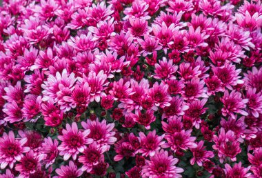 Parlak pembe kasımpatı buketi..