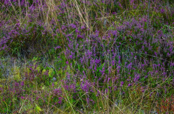 Thickets of purple heather flowers in the forest. — Stock Photo, Image