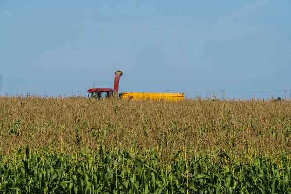 Egy arató a mezőn kukoricát arat. Nyári táj. — Stock Fotó
