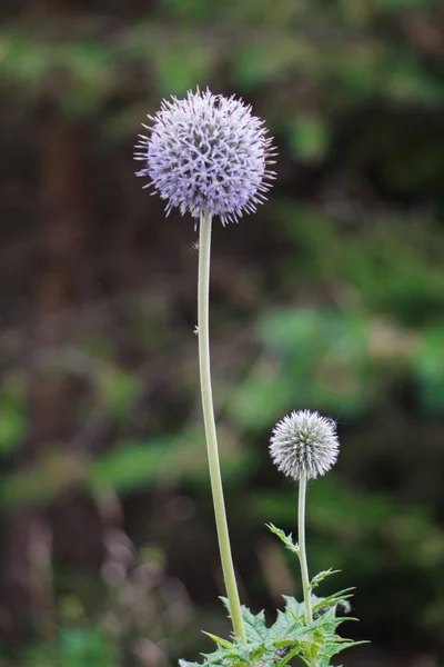 Beautiful gently purple thistle flowers in a field.