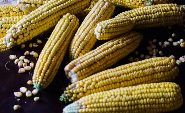 Yellow ears of corn against a dark background. — Stock Photo, Image