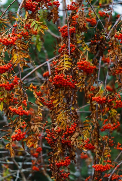 Ветки рябины с красными ягодами осенью в облачную погоду крупным планом . — стоковое фото