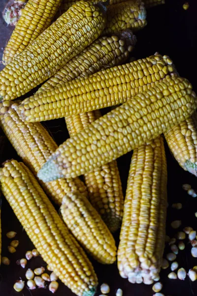 Yellow ears of corn against a dark background. — Stock Photo, Image
