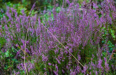 Ormanda mor çiçekli çalılar.