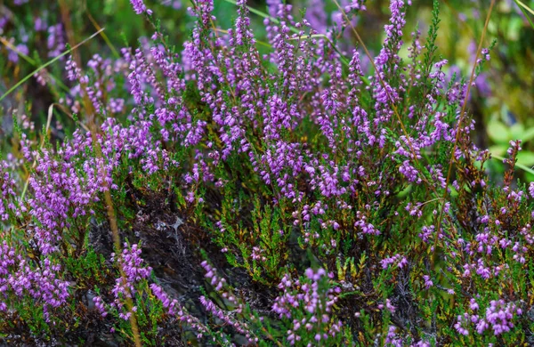 Matorrales de brezo con flores púrpuras en el bosque . — Foto de Stock