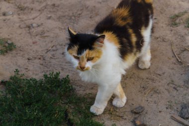 Beyaz, kırmızı benekli, sarı gözlü güzel kedi..