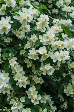 Bahçesinde güzel beyaz çiçekleri olan yasemin çalısı.