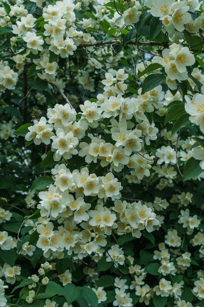 Krzew jaśminu z pięknymi białymi kwiatami w ogrodzie. — Zdjęcie stockowe