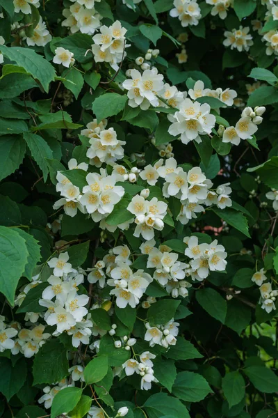 Cespuglio di gelsomino con bellissimi fiori bianchi in giardino . — Foto Stock