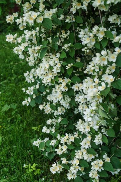 Jasmine bush with beautiful white flowers in the garden. — Stock Photo, Image