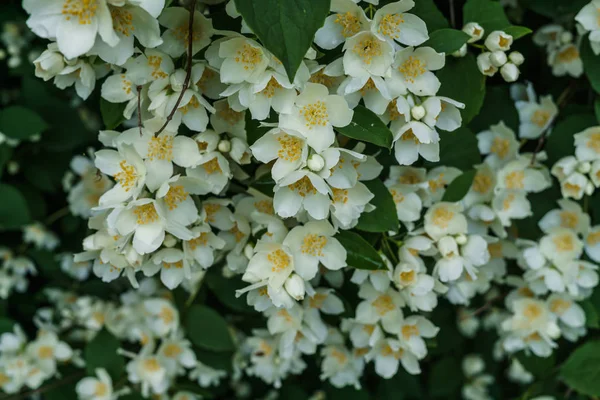 Bahçesinde güzel beyaz çiçekleri olan yasemin çalısı. — Stok fotoğraf