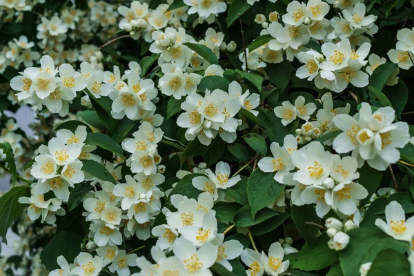 Arbusto de jazmín con hermosas flores blancas en el jardín . —  Fotos de Stock