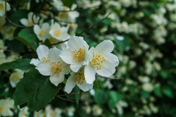 Arbusto de jazmín con hermosas flores blancas en el jardín . —  Fotos de Stock