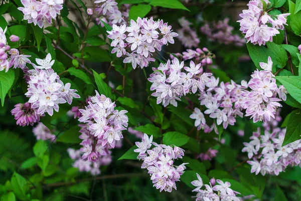 Beautiful branches of decorative pink jasmine in the summer. — Stock Photo, Image