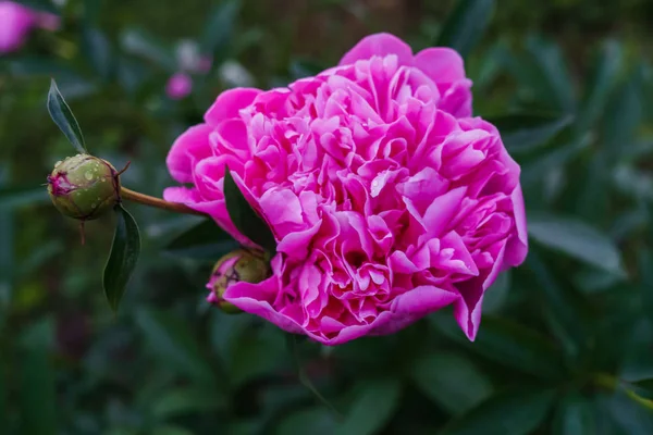 Luxueux bourgeon de pivoine rose au milieu de feuilles vertes . — Photo