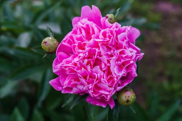 緑の葉の真っ只中にピンクのピオニーの豪華な芽. — ストック写真