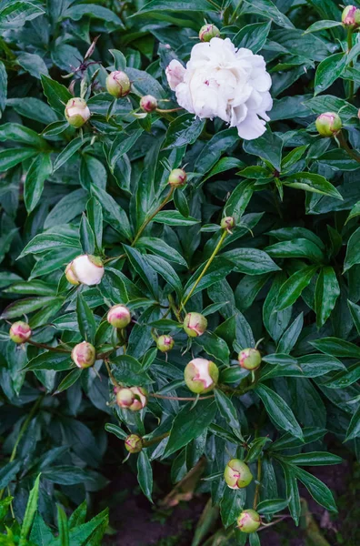 Todo el arbusto todavía no está floreciendo flores de peonía blanca en medio de hojas verdes . —  Fotos de Stock