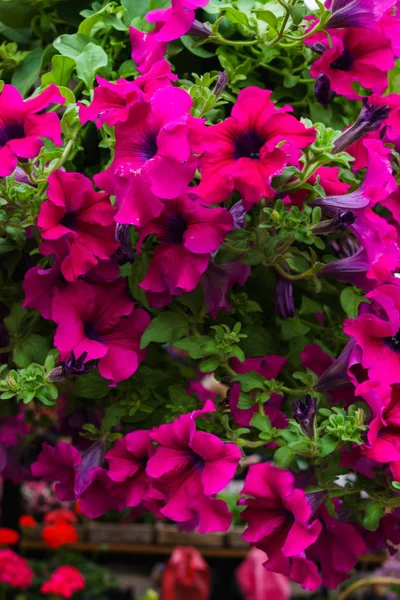 Group of pink petunia flower in the garden. — Stock Photo, Image