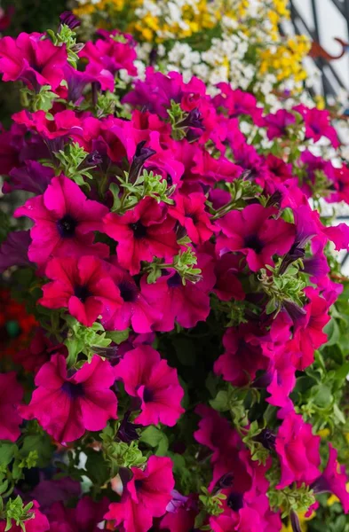 Flower pots with multicolored petunia flowers on the market. — Stock Photo, Image