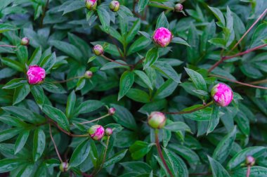 Bahçede yeşil yaprakları arasında parlak pembe şakayık güzel çiçekler bir çalı.
