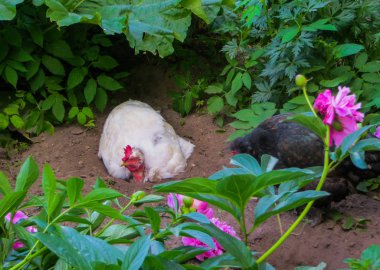 Boynunda tüy olmayan beyaz tavuk, kolesterolsüz yumurta..