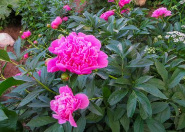 Arka planda çiçek açan pembe şakayıklar..