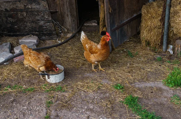 Élénk vörös csirke sétál az udvaron.Csirke csipi gabona ki a tálból. — Stock Fotó