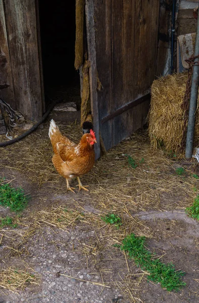 밝은 살아 있는 빨간 닭 이 마당을 걸어 다닌다. — 스톡 사진