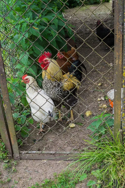 Bela galinha com galinhas atrás da cerca da grade . — Fotografia de Stock