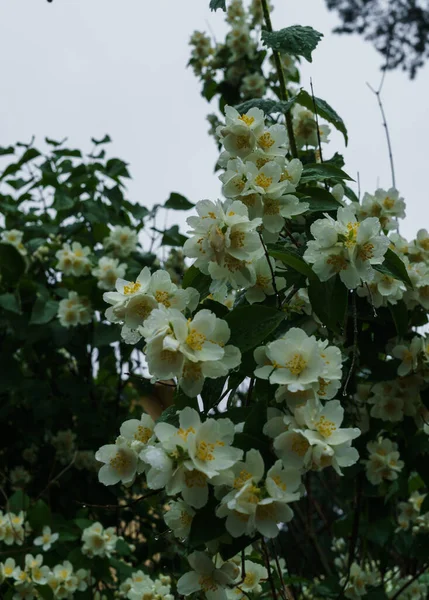 Yasemin çalı yağmurdan sonra bahçede beyaz çiçekler serpilir. — Stok fotoğraf