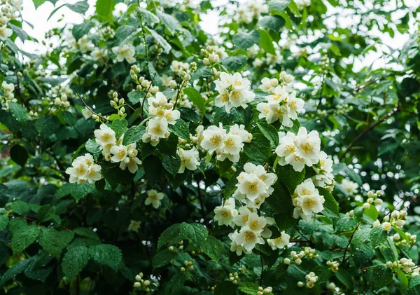 Jasmine bush sprinkled with white flowers in the garden after the rain. — Stock Photo, Image