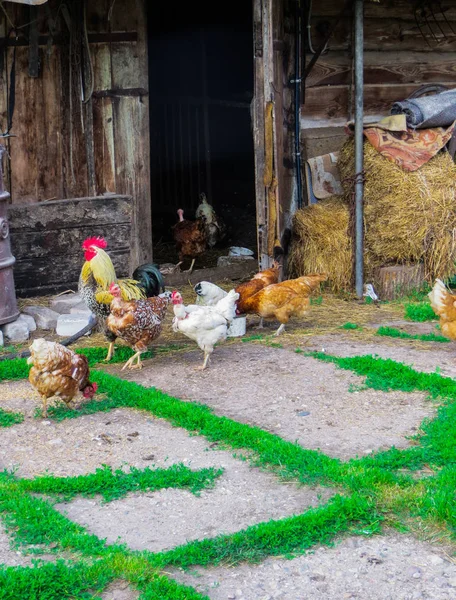 Um belo galo com galinhas está andando no pátio de uma casa de aldeia . — Fotografia de Stock