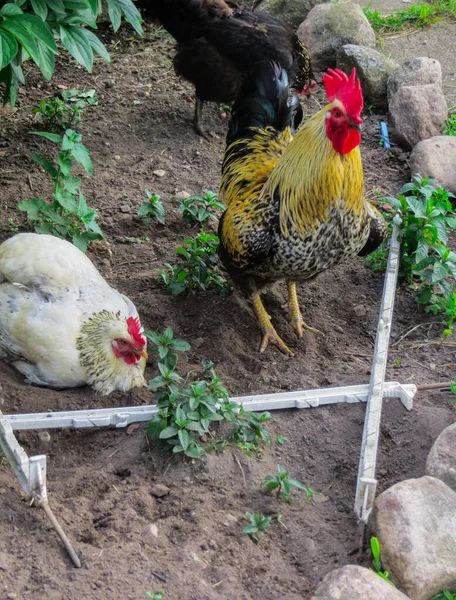 Ein schöner Hahn mit Hühnern läuft im Hof eines Dorfhauses. — Stockfoto