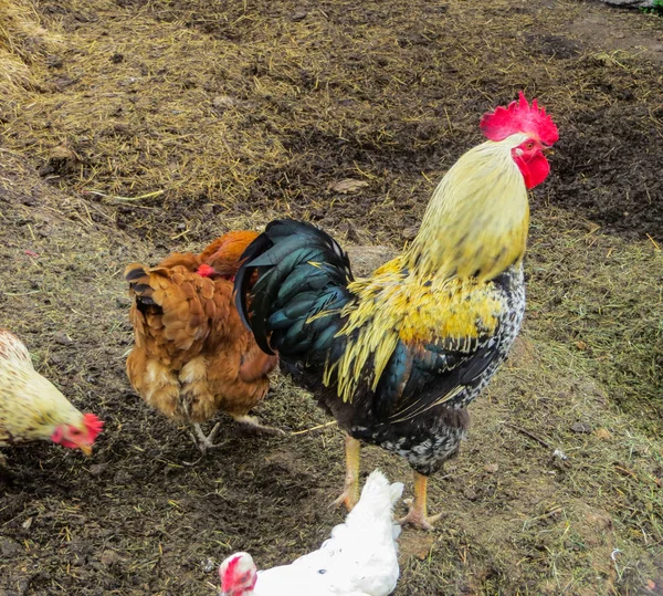 A beautiful rooster with hens is looking for food in a pile of old straw. — Stock Photo, Image