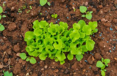 Yeşil salata bitkileri, bahçede, yatağın üstünde.