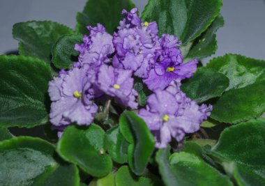 çiçek çiçek açması çömlek mor Afrika menekşeler. Menekse.