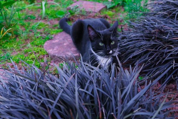정원에서 장식 화 단에 숨어있는 아름 다운 블랙 키티. — 스톡 사진