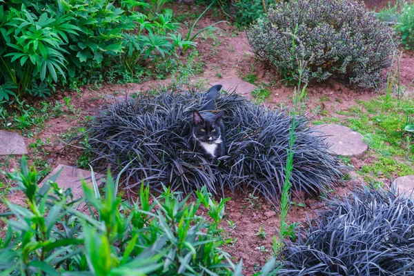 정원에서 장식 화 단에 숨어있는 아름 다운 블랙 키티. — 스톡 사진