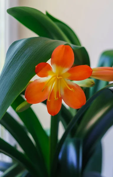 Beautiful blossomed orange flower of Clive on the windowsill. — Stock Photo, Image