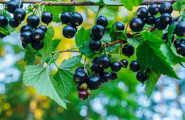 Güzel, lezzetli blackcurrant çilek dal.