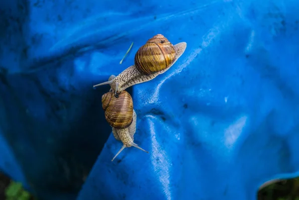 Viele Weinbergschnecken auf einem Stück blauer Markise im Garten. — Stockfoto