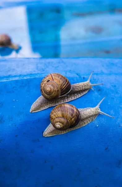 A pair of grape snails in the garden — Stock Photo, Image