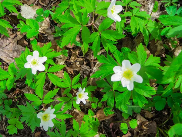 I primi fiori primaverili, un anemone di foresta . — Foto Stock