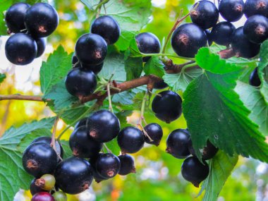 Güzel, lezzetli blackcurrant çilek dal.