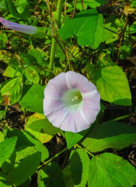 Beyaz güzel Convolvulus arvensis gündüzsefası çiçek yeşil çim zemin üzerine