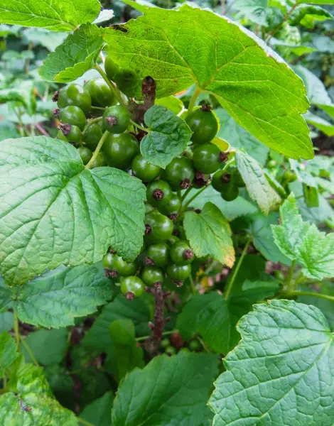 Rijping groene bessen van zwarte bes, in de tuin — Stockfoto