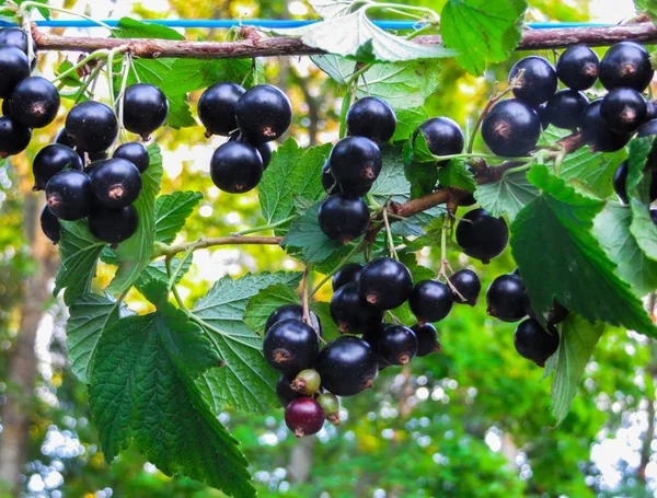 Mooie, heerlijke kreken van zwarte bessen op een tak. — Stockfoto