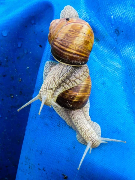 Many grape snails on a piece of blue awning in the garden. — Stock Photo, Image