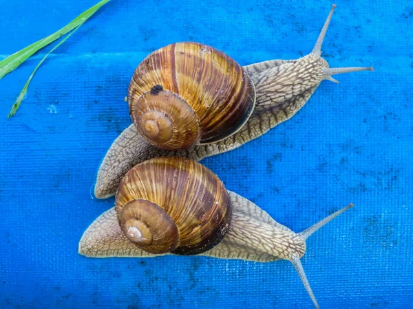 Many grape snails on a piece of blue awning in the garden. — Stock Photo, Image